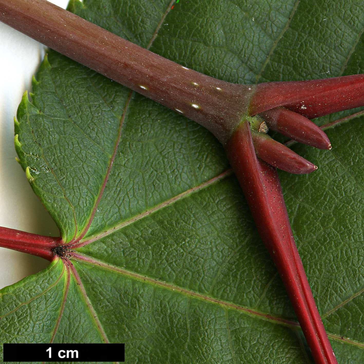 High resolution image: Family: Sapindaceae - Genus: Acer - Taxon: aff. pectinatum